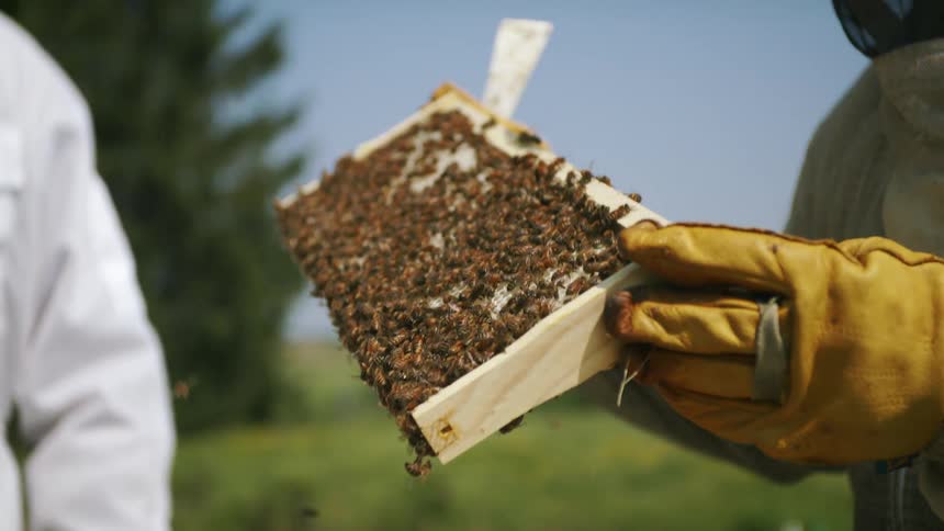 Bees fly as a beekeeper pulls a board covered with bees out of the hive