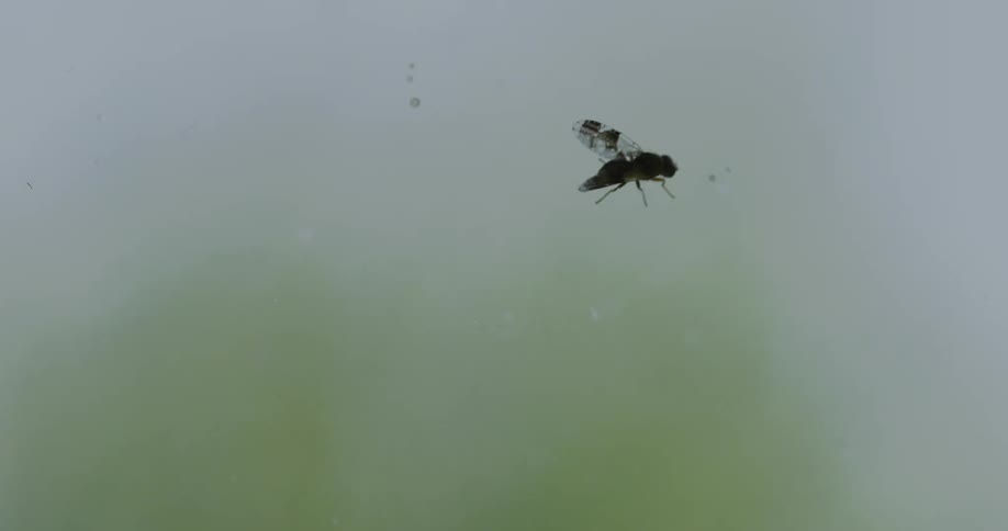A closeup of a fly walking on the window glass