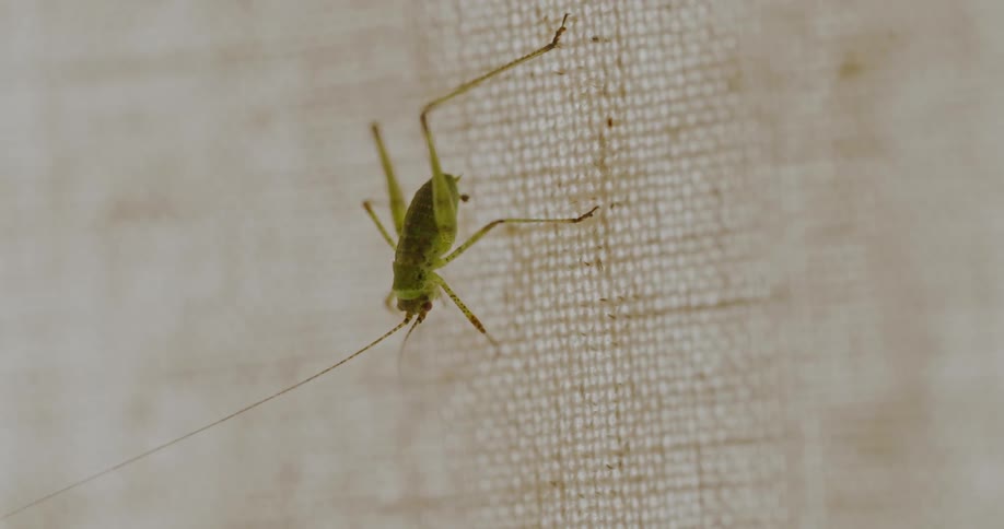 Green cricket moving its upper arms