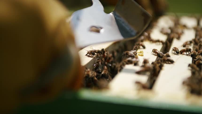 A beekeeper inserts a hive slot back into a beehive