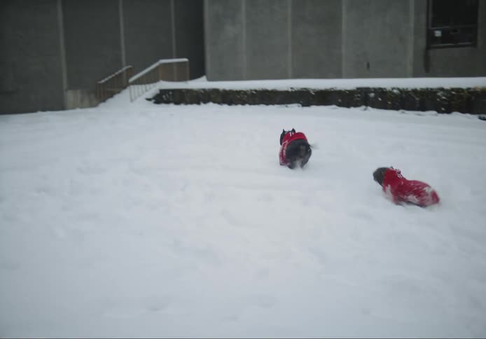 People play with dogs in the neighborhood during the winter