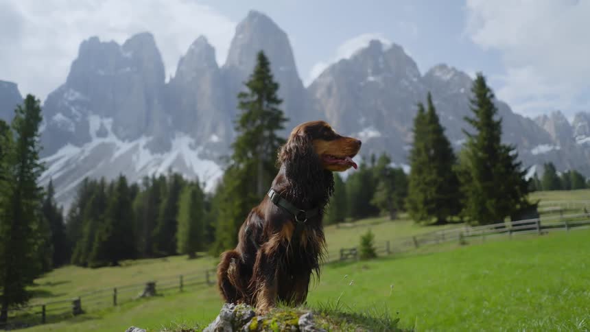 A dog sitting in a grassy field in front of a line of trees and a mountain range