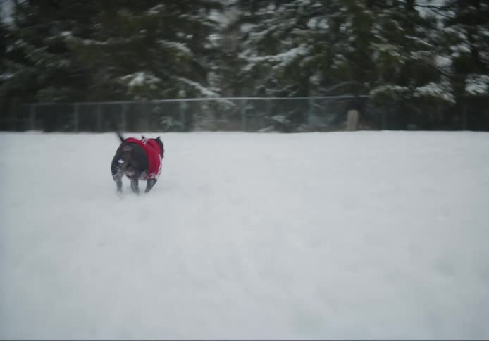 Two dogs playing in the snow with one holding a ball in its mouth and a human picking up the ball to play with them