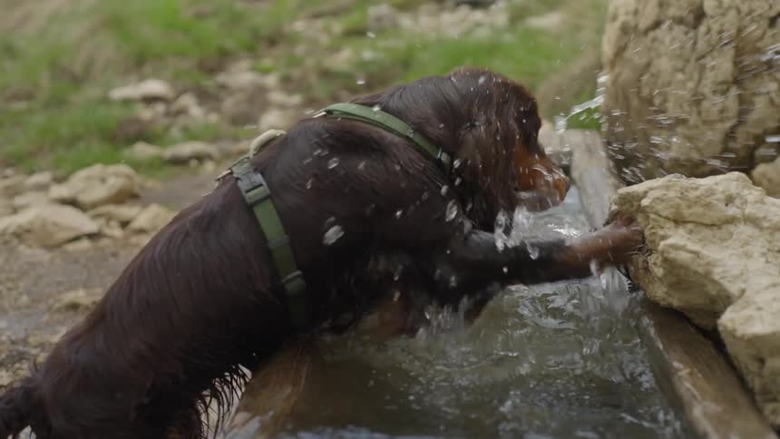 Dog jumping and drinking water from a water fountain outdoors during day time