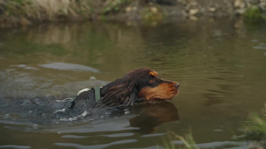 Dog swimming in a river