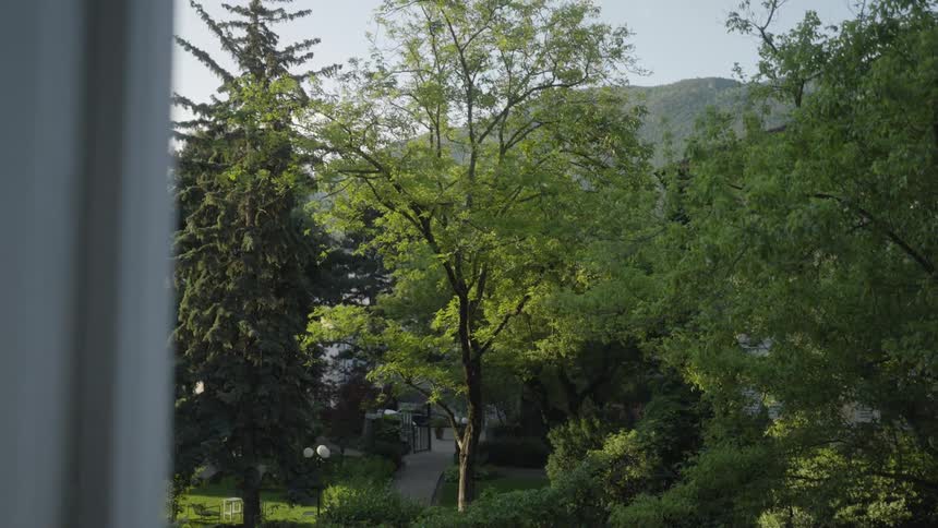 Tall lush green trees in a residential garden during a bright sunny day