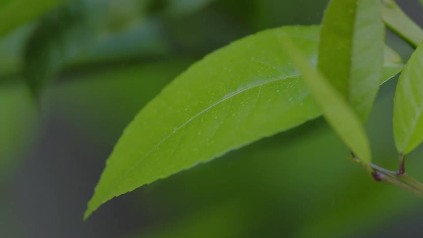 Rain drops falling on a green leaf