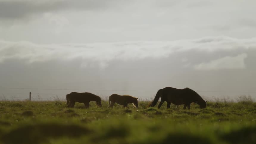 Three horses are grazing as they walk across a field under a cloudy sky