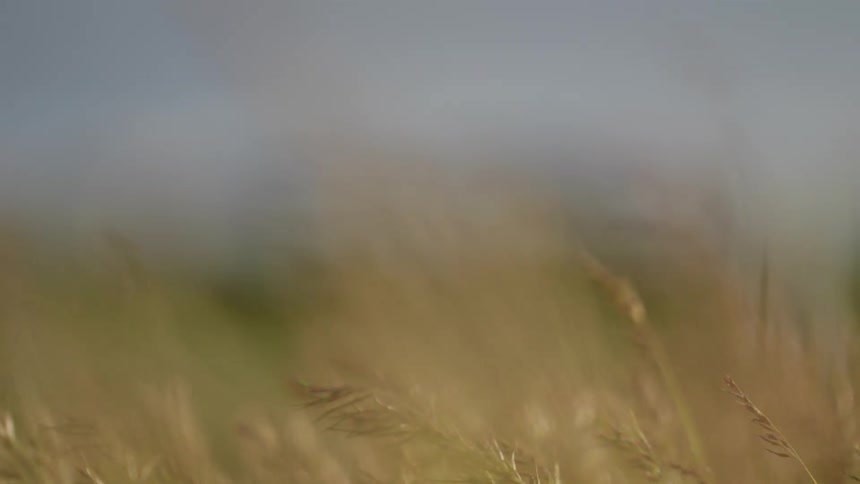 The wind blows steadily across a field of grass causing it to sway