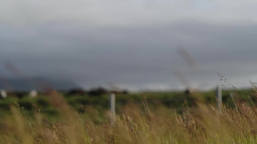 Animals grazing in a fenced in field during the day with grass reeds blowing in the wind on the other side of the fence