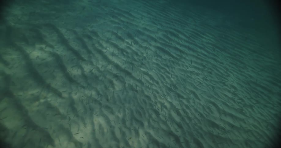Underwater point of view of water and a shoal of fish during day time