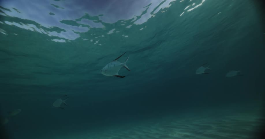 Fish swim in clear blue water as rays of sunlight shine from above