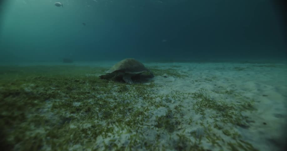 Turtle moves through murky water along sandy bottom
