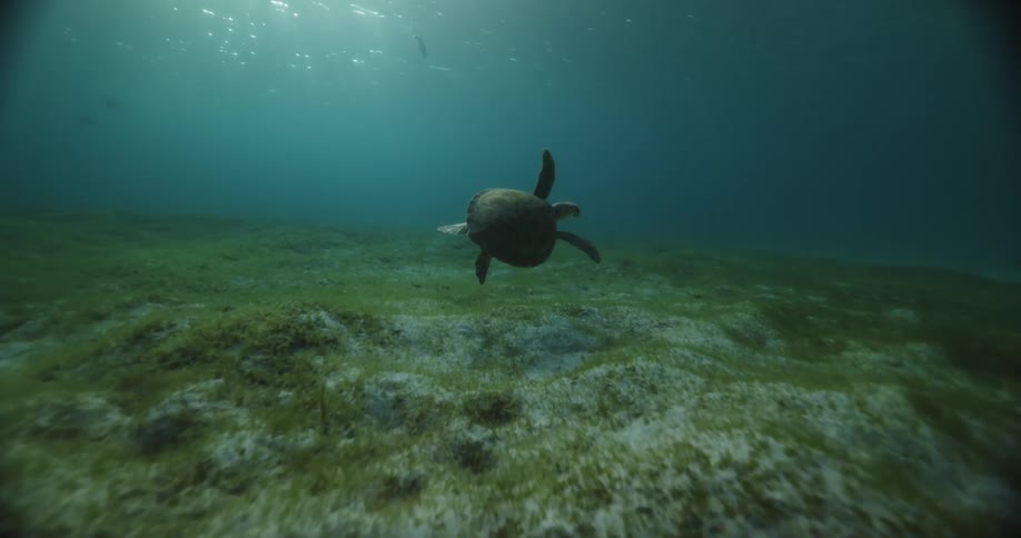 A sea turtle swims over the seabed as fish swim near the surface