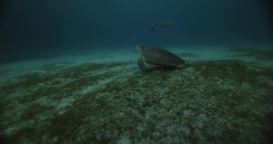 Fish swims over turtle moving across sandy bottom in murky water