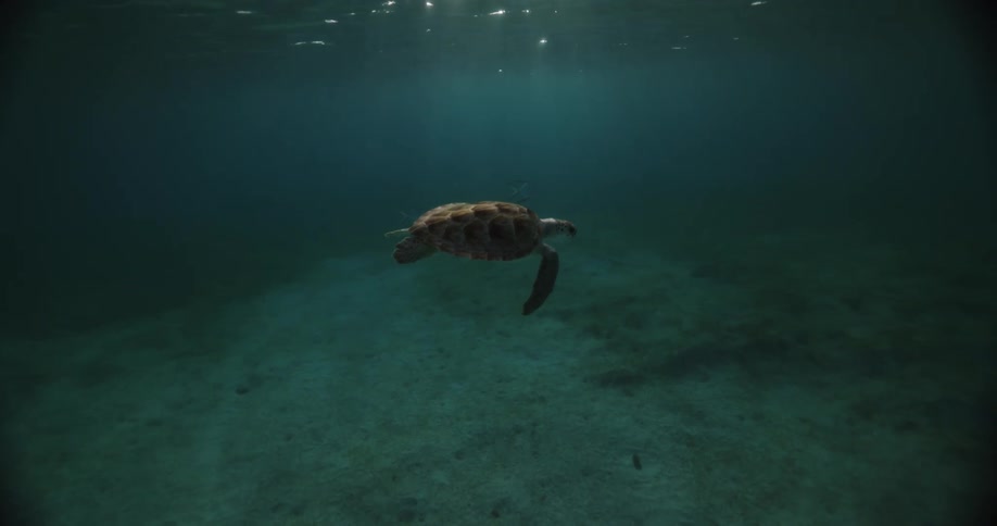 Turtle diving and swimming in a crystalclear sea