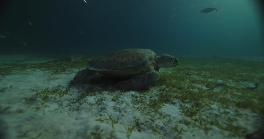 Sea turtle moves across sandy seafloor as fish swim above