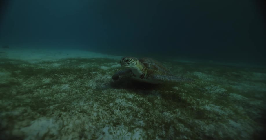 Turtle at the bottom of the sea feeding