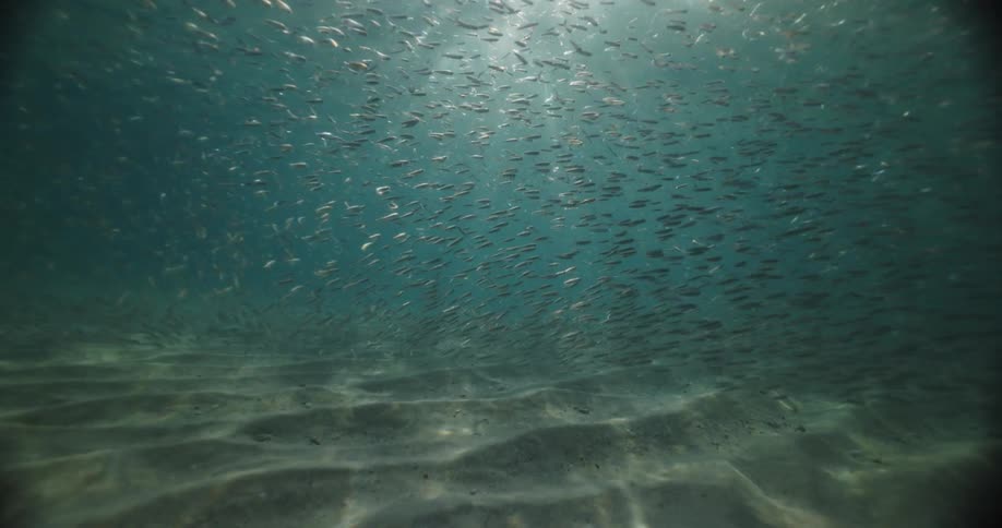Shoal of fish swimming underwater during day time