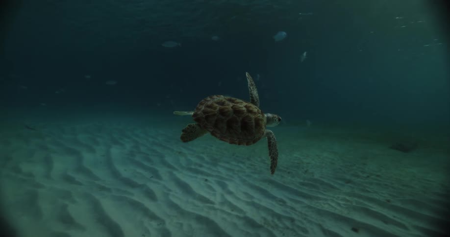 Turtle swimming underwater next to a shoal of fish during day time