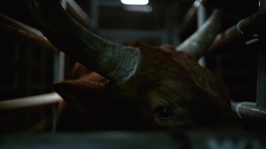 A bull is in a case