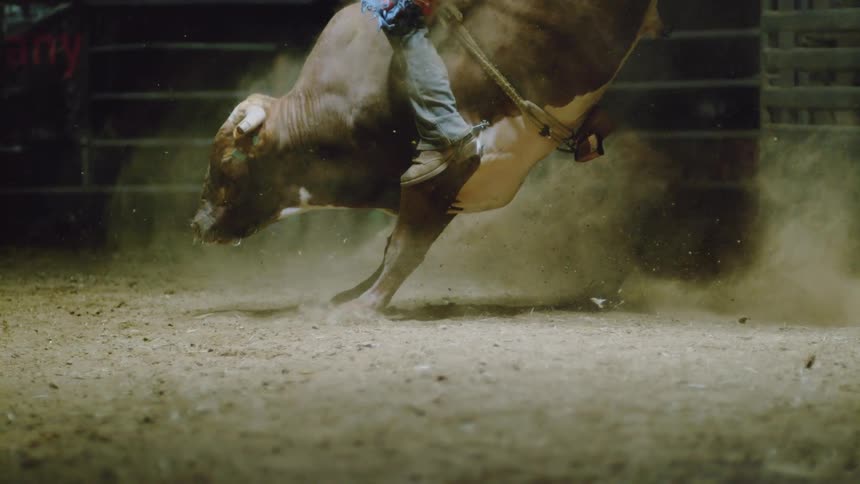 A bull charges out with a person riding