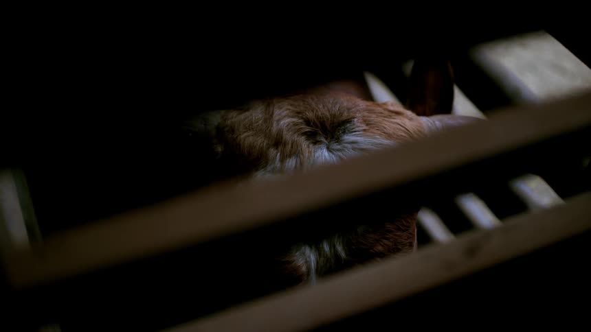 Cattle stands in an enclosed pen