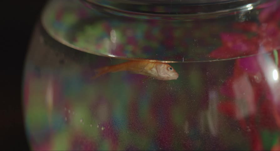 Small dead fish inside an aquarium