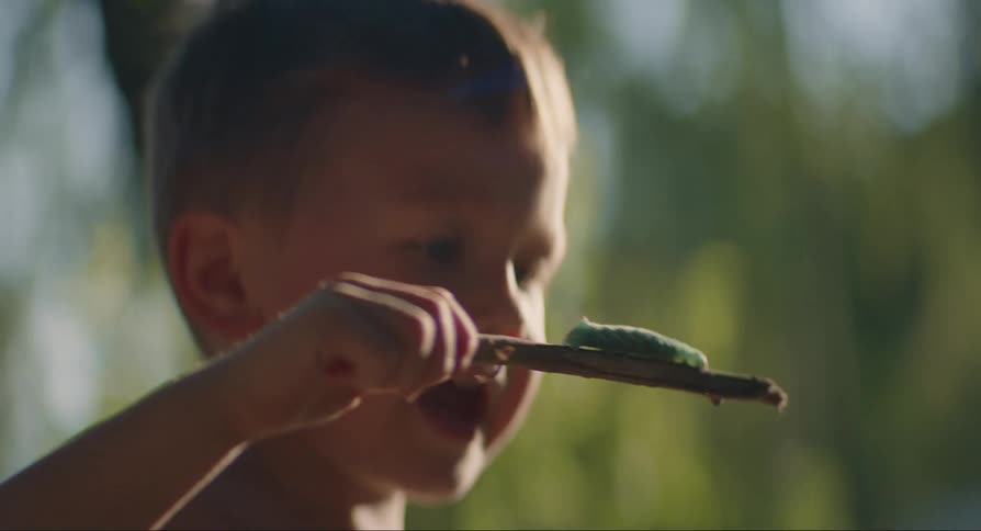 Boy picks up stick with caterpillar and studies it