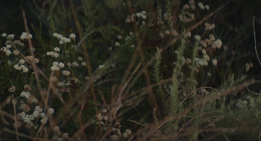 Small white flowers in a meadow during sunset