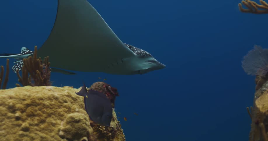 A manta ray swims past a fish and two rocks