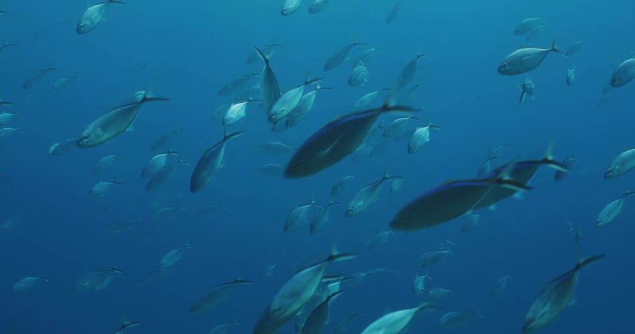 A school of fish swim down