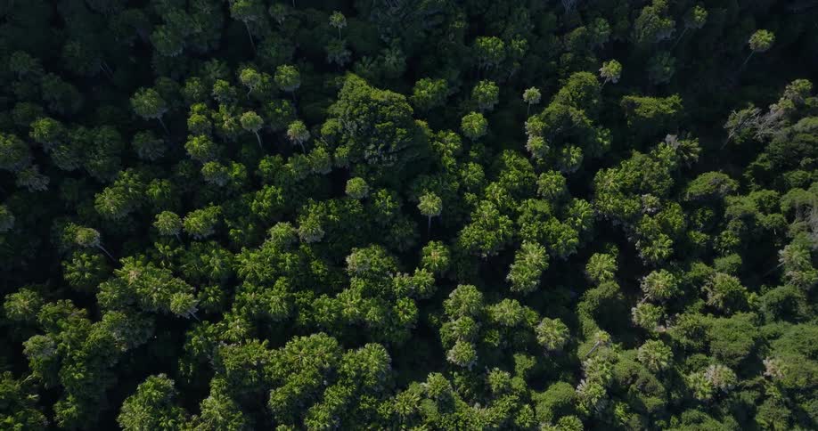 Aerial of the jungle on a sunny day