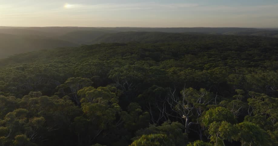 Treetops stand tall in a forest as the sun shines on the horizon