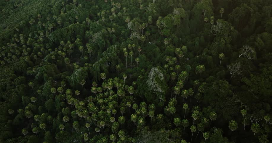Drone view of a dense woodland covered with lush green trees
