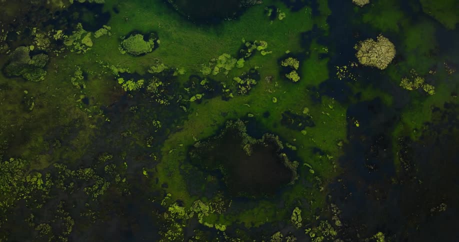 A lake covered in green mossy vegetation