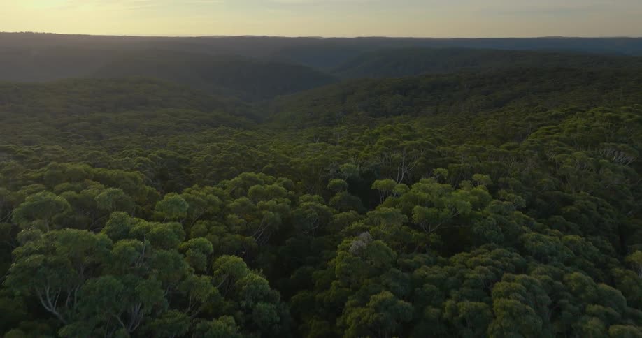 A huge and dense forest of trees with completely green leaves