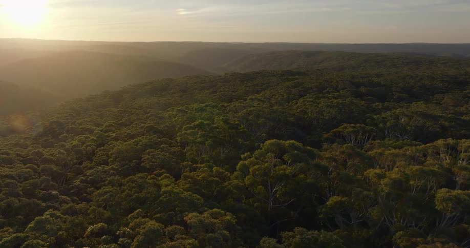 Aerial view of a large forest