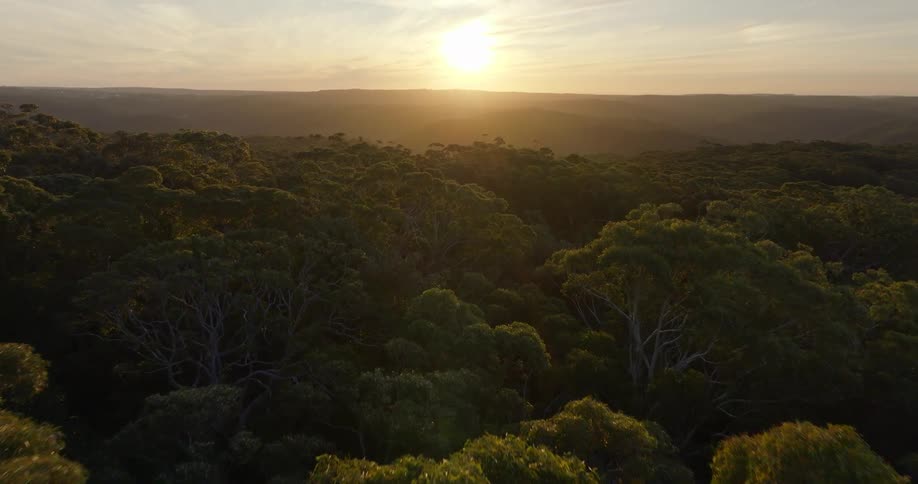 Aerial of tall forest trees covering the landscape as the sun rises over the horizon
