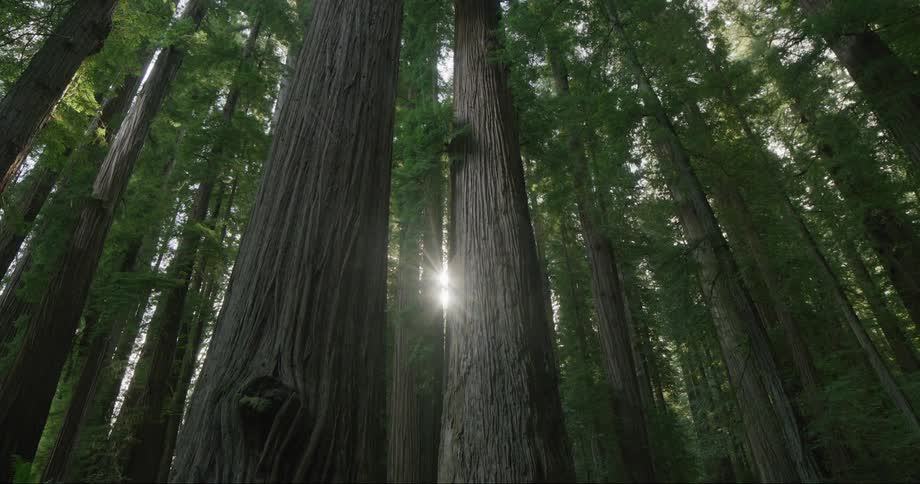 The sun shines brightly through trees in a redwood forest