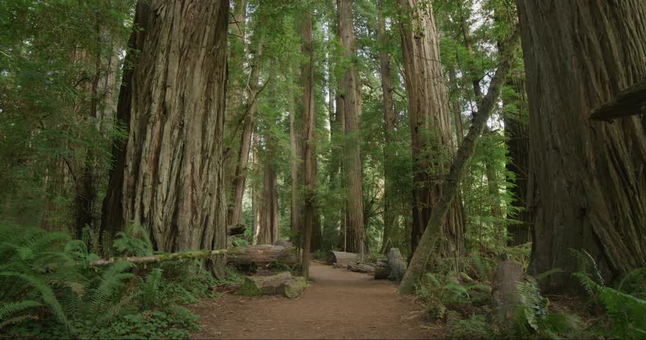A path runs between tall trees in a redwood forest