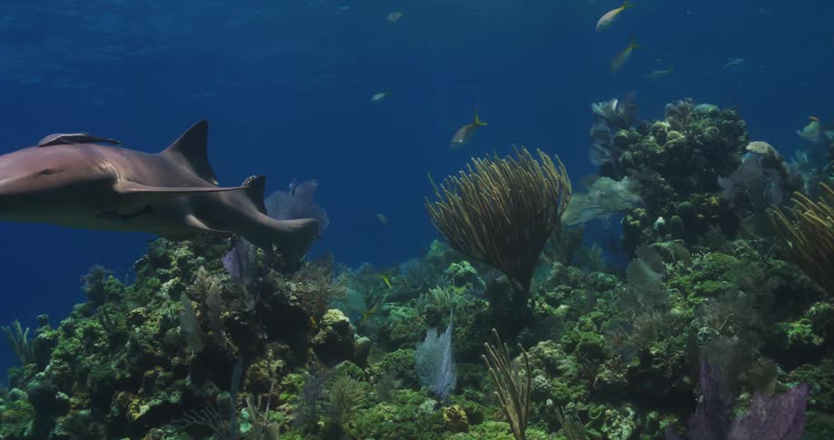 Small and large fish swimming under water near coral on the ocean floor as sun shines through the surface
