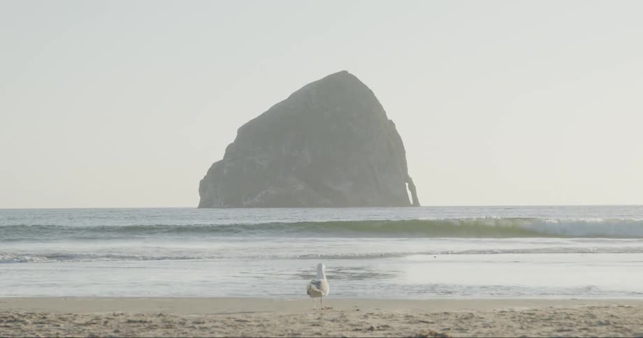 A seagull feeding on the sand of a beach that has a rock in the sea