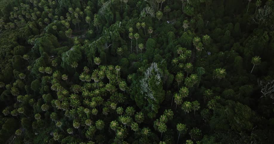 A dense forest of trees that are on top of green hills