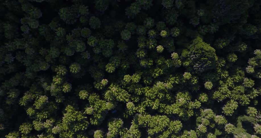 Aerial of the rainforest during a sunny day