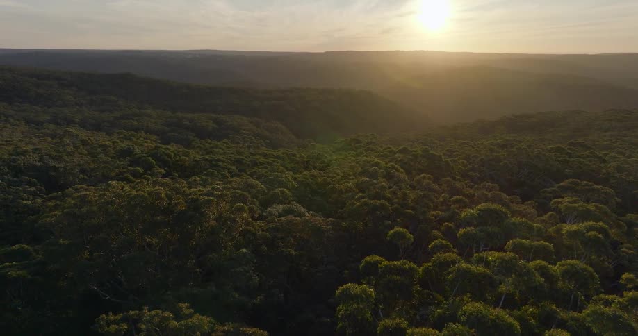 Aerial view of a forest with the sun setting on the horizon