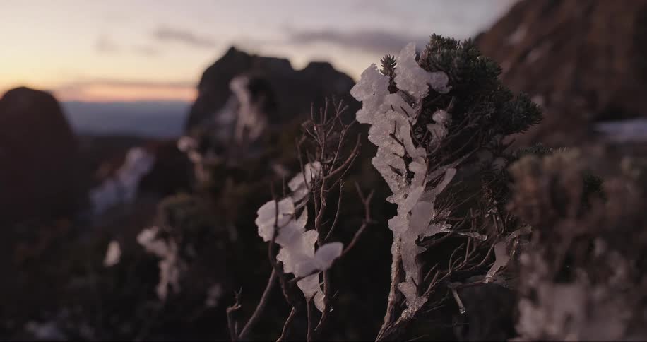 Small plants covered with frost in nature at sunset