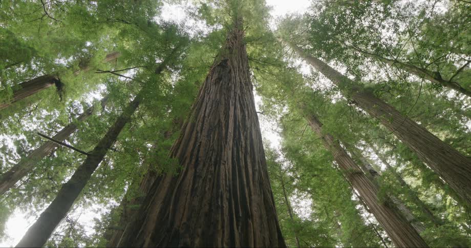 Redwood trees stand tall in the forest under a cloudy sky