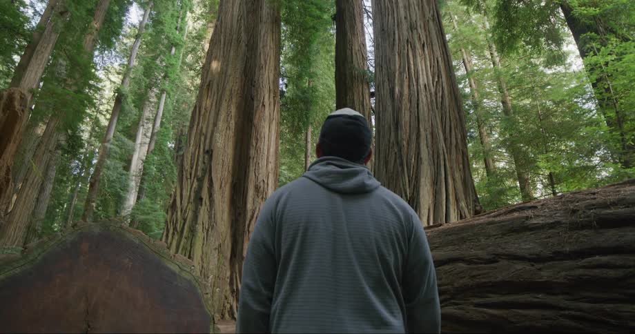 A man walking in a forest with huge thickstemmed trees