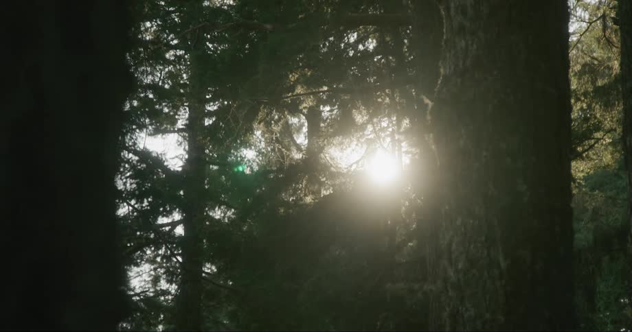 The sun shines brightly through trees in a forest as a green light moves between the trees